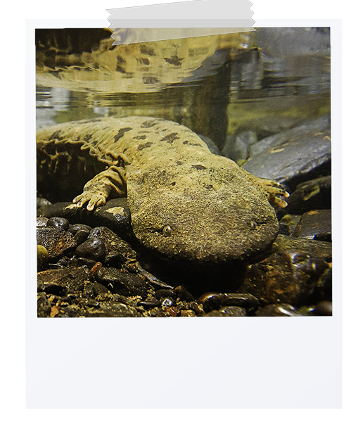 picture of a hellbender